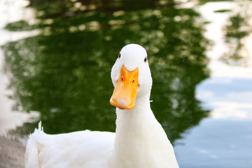 Portrait of a white Pekin duck on a sunny day